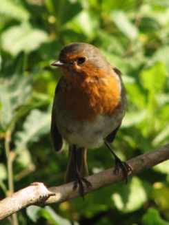 A Robin in the Leitrm Countryside